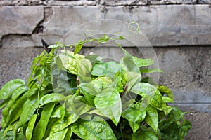 Tiliacora the background