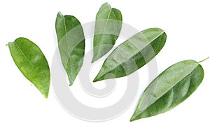 Tiliacora triandra isolated on white background.