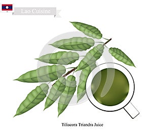 Tiliacora Triandra Leaves Juice, Popular Drink of Lao