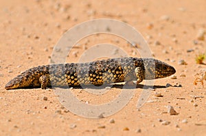 Tiliqua rugosa Eastern Shingleback is a short tailed, slow moving species of blue tongued skink found in Australia. Coorong
