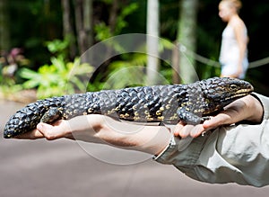 Tiliqua rugosa lizard from Australia