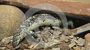 Tiliqua rugosa skink