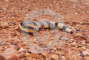 Tiliqua scincoides