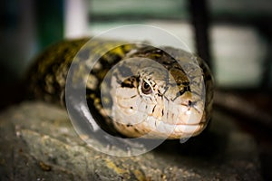 Tiliqua scincoides