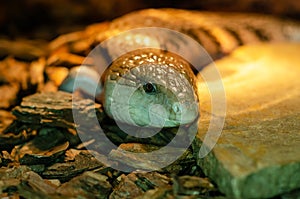 Tiliqua scincoides common blue-tongued skink, blue-tongued lizard, common bluetongue