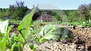 Tillage land under crops of potatoes