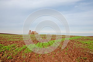 tillage. the preparation of land for growing crops. Green strip