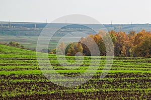 tillage. the preparation of land for growing crops. Green strip