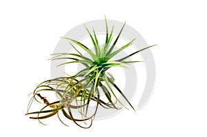 Tillandsia