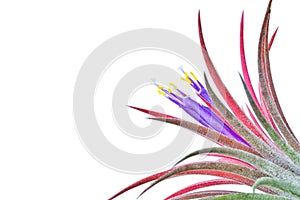 Tillandsia.