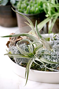 Tillandsia air and different succulent plant in ceramic pots