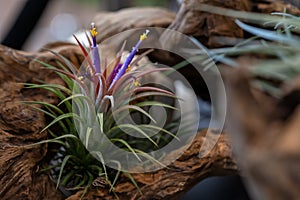 Tillandsia Air Plant Trees for home and garden decoration and places, Indoor garden ideas.