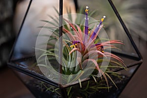 Tillandsia Air Plant Trees for home and garden decoration and places, Indoor garden ideas.