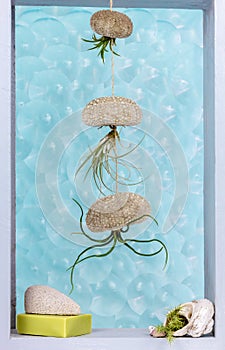 Tillandsia air plants in shell and sea urchin shell as containers decorating a bathroom window with soap and pumice stone