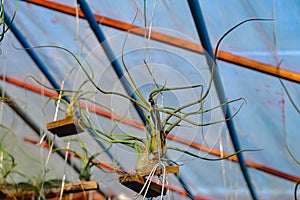 Tillandsia or airplant a epiphyte growing