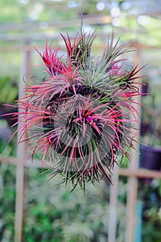 Tillandsia or airplant a epiphyte growing