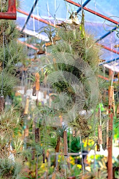 Tillandsia or airplant a epiphyte growing