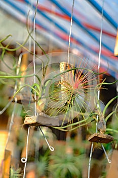 Tillandsia or airplant a epiphyte growing