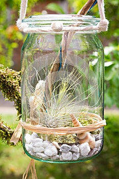 Tillandsia argentea in a jar.