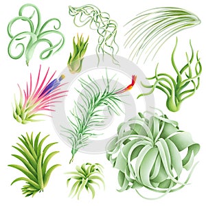 Tillandsia beautiful air plants illustration collection