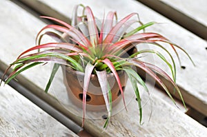 Tillandsia or Bromeliaceae