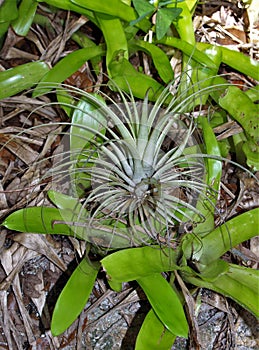 Tillandsia Bromeliad Plant