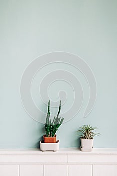 Tillandsia and Cactus in small pot on pastel blue wall background