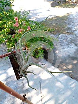 Tillandsia caput-medusae