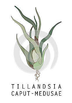 Tillandsia Caput-Medusae