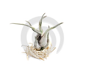 Tillandsia caput-medusae also known as octopus plant and medusa`s head isolated on white