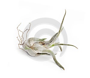 Tillandsia caput-medusae isolated on white background