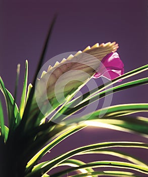 Tillandsia cyanea/orchid photo