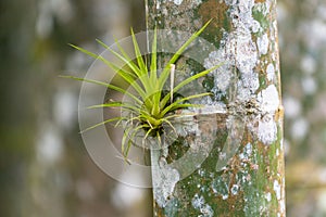 A tillandsia, an epiphyte plant that grows on trees mainly in tropical zones