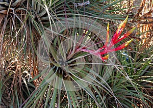 (Tillandsia fasciculata) Bromeliad Tillandsia flowers, Florida
