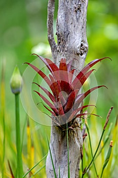 Tillandsia fendleri, species of flowering plant. Cundinamarca Department, Colombia photo