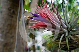 Tillandsia ionantha, close-up purple, yellow and white flowers, which are air purifiers. photo