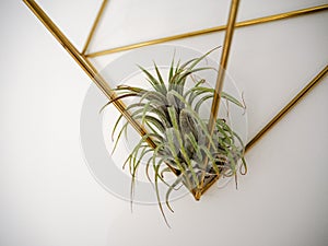 Tillandsia Ionantha in a golden frame on a white wall