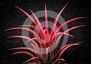 Tillandsia ionantha red plant