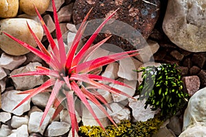 Tillandsia ionantha red plant