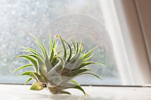 Tillandsia ionantha, the sky plant - epiphyte without root