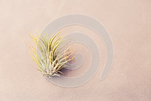 Tillandsia ionata on a gray background