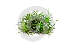 Tillandsia isolated on white background
