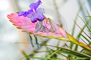 Tillandsia Lindenii, Bromeliaceae,  Threatened Worldwide