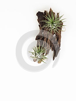 Tillandsia mini green air plant on wooden white paint background