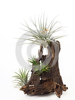 Tillandsia mini green air plant on wooden white paint background