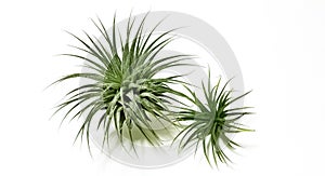 Tillandsia plant isolate on white background. Tillandsia plant commonly known as Airplants.