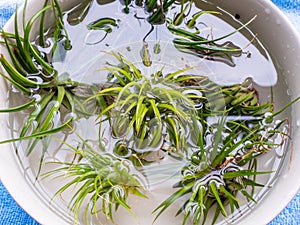 Tillandsia plants, watering by soaking or dunking in a bowl of water.