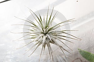 Tillandsia tectorum, the sky plant - epiphyte without root