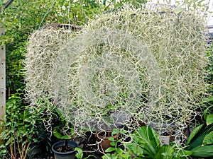 Tillandsia usneoides In the garden