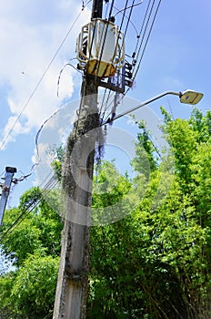 On the electric pole the flat Tillandsia usneoides growing photo